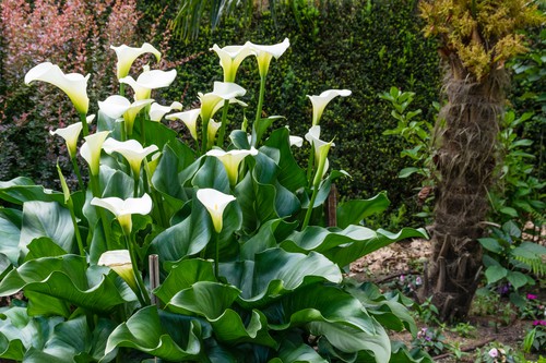 Zantedeschia aethiopica -  prefer wet soil and can be planted as marginal pond plants