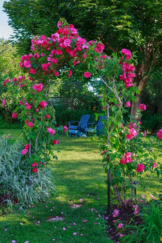 The framework should be something strong. You can purchase pre-made trellises or you can build them yourself.