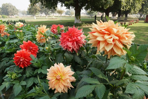 Dahlias are a beautiful summer flower but winter is not their favorite season. They need to be taken out of colder gardens where frost may be hard in freeze deeper than there first few inches of soil and stored over winter. If you leave them in the garden and you have a period of very cold region freezing temperatures will actually kill them.