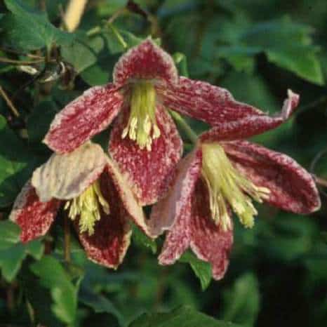 The clematis freckles is an evergreen climber that brings with it lobed and toothed green leaves which will remain green throughout the spring summer and winter.