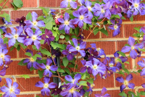 When you are ready it's time to train the climbers you have. This is something you will have to do regularly as the plant is gaining maturity but once it establishes itself and has a fixed itself to the structure you've selected you won't have to do as much maintenance except for general pruning, usually to keep it within the framework and promote flowering.