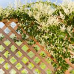 In this post, we list 10 of the best climbing plants for fences and trellis. We have included some stunning climbers from vigorous Russian vine to exotic passion flowers.