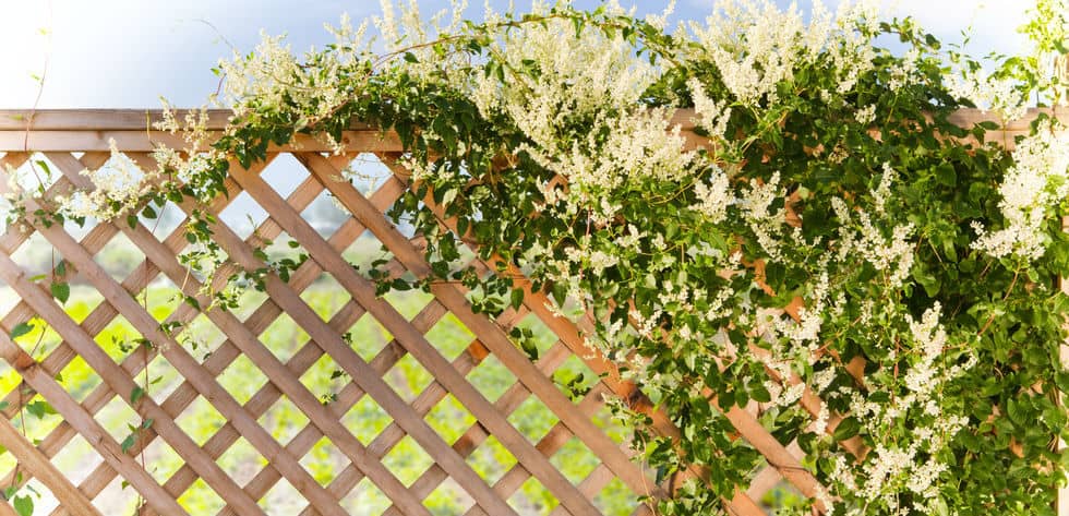 In this post, we list 10 of the best climbing plants for fences and trellis. We have included some stunning climbers from vigorous Russian vine to exotic passion flowers.