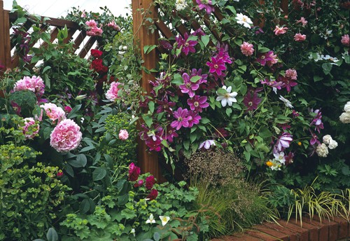 To make your garden more attractive you can capitalize upon climbing plants and flowering vines that not only produce dark foliage juxtaposed by beautifully coloured flowers but attract butterflies and bees to your garden.