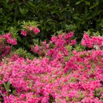 In this article, we look at t some our favourite evergreen shrubs for shade that provide colour all year round. From foliage colour shrubs to spring flowering.