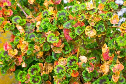 Geraniums suffer most from diseases brought about by insufficient sunlight or issues be it too much water or too little water. If you are watering too much or too little the leaves of your geranium will turn yellow.