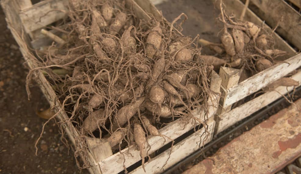 Dahlias are one of the most stunning plants but they do need extra help to survive the winter. We go over how to overwinter dahlias and what you need to do.