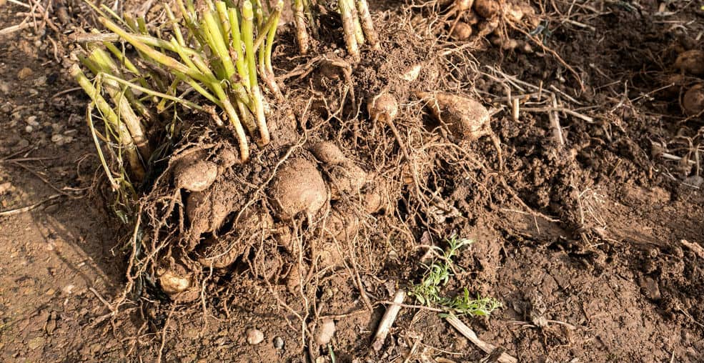 One way to get more dahlias or to replace old tubers with younger healthier one is by dividing the tuber. We explain step by step how to split and divide dahlias.