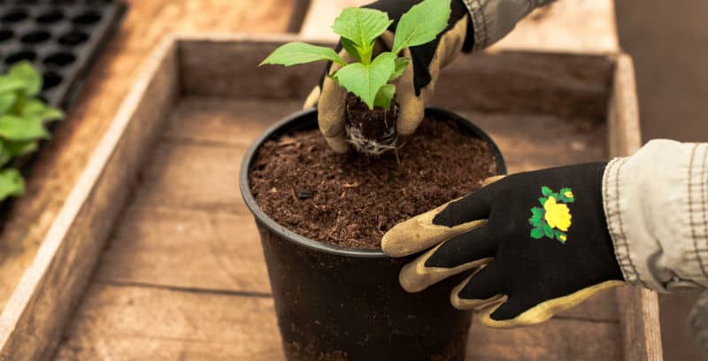 One of the easiest ways to get more dahlias is to take cuttings from growing tubers, in this step by step guide we discuss how to take cuttings from dahlias.