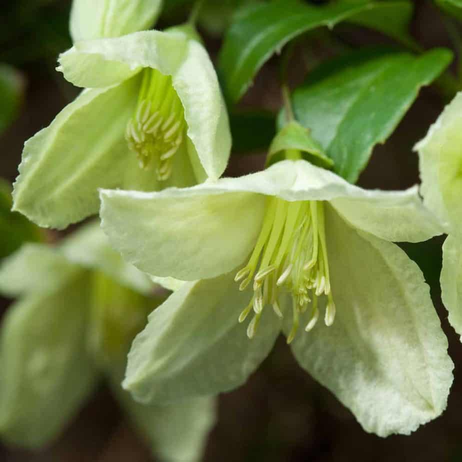 Jingle bells winter flowering clematis