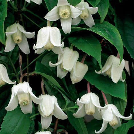 Winter beauty is an evergreen climber that can reach up to 4 meters tall. Not only does it have dark green foliage but it has bell-shaped flowers that hang downward in small clusters taking on a prominent wax-like texture and a cream colour.