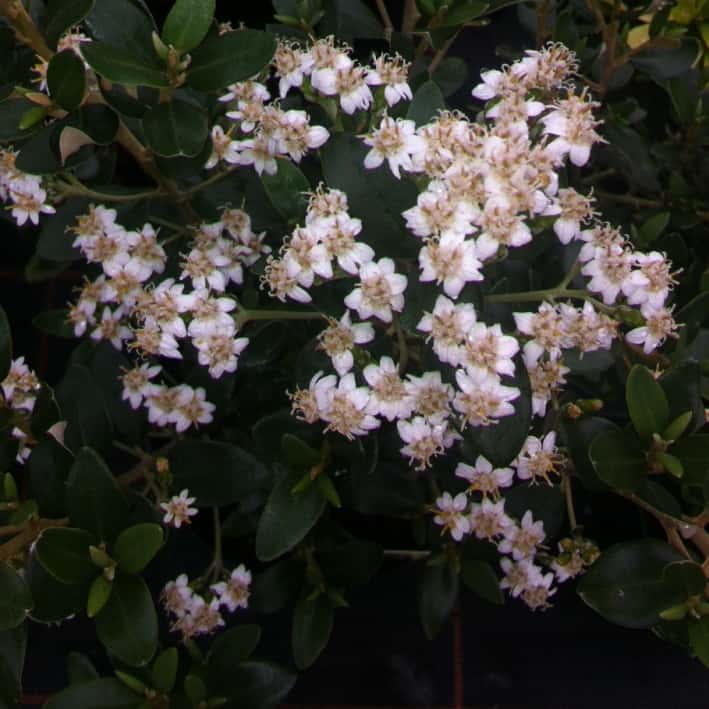 This evergreen shrub, also known as a daisy bush takes the form of a small tree that has simple leaves with a leathery texture offset by tiny corymbs of flower heads. These star-shaped flowers start out green and open to a white shade in the middle of summer.