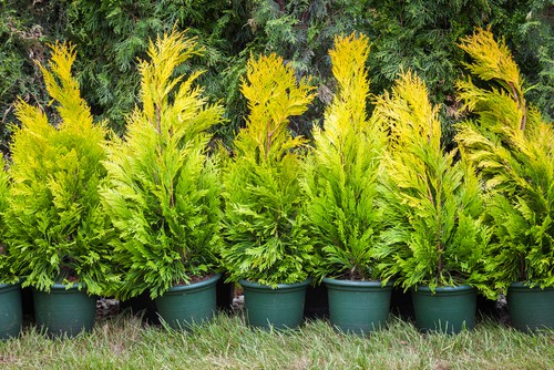 Pot grown conifers ready to be planted on spring