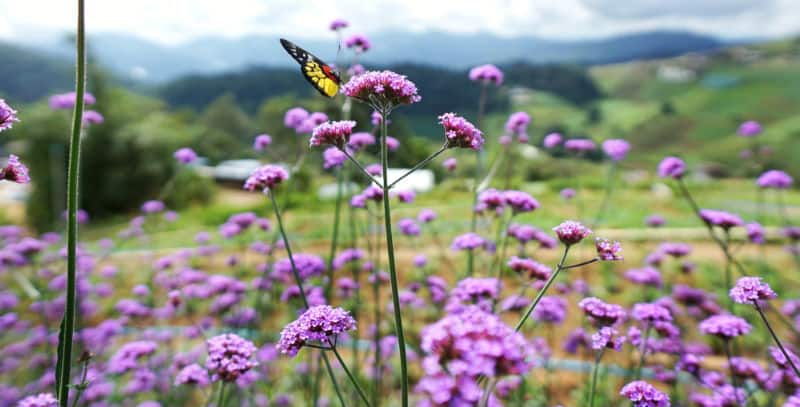 With so many purple and lilac coloured plants available we decided to list our favourite plants with purple flowers including shrubs, perennials and shrubs.