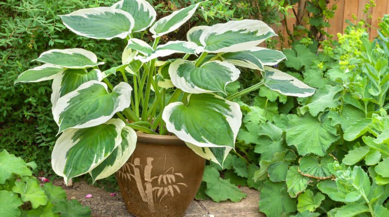 shade loving plants for containers