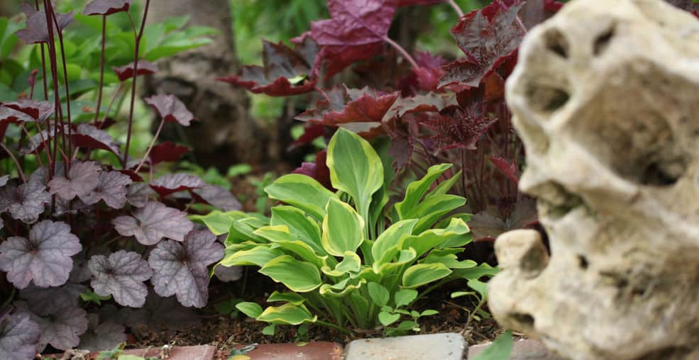 10 Inspiring Shade Loving Plants | Pyracantha.co.uk
