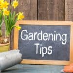top garden tips for beginners with pictures