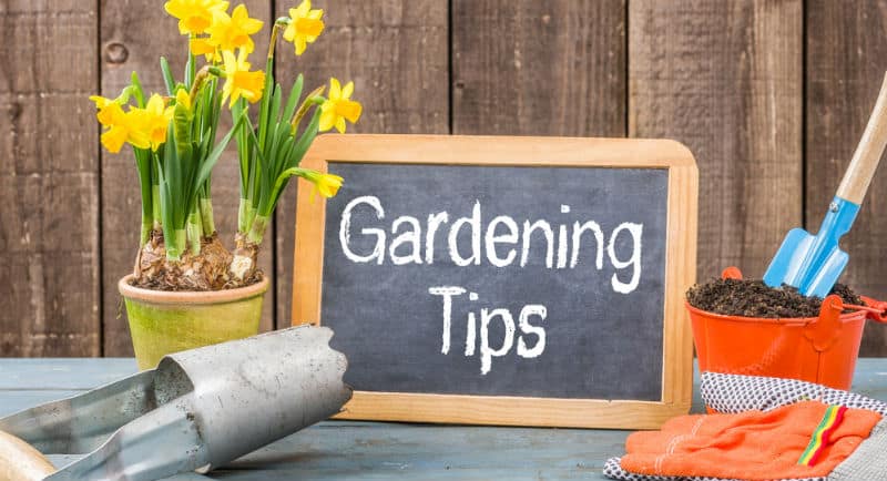 top garden tips for beginners with pictures