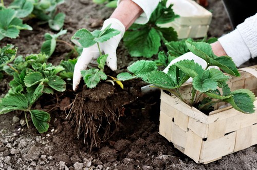 Strawberries will grow best if they are given sunny conditions with shelter against strong winds. They also prefer having well-drained soil that remains moist.