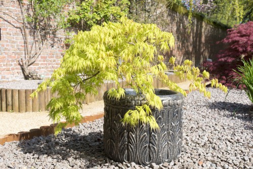 This Japanese maple tree is best known for the stunning foliage that takes on reddish-purple to green colours depending on the variety. It's quite tolerant of rabbits so if that is a pest you contend with currently, you won't have to worry once you plant your Japanese maple.