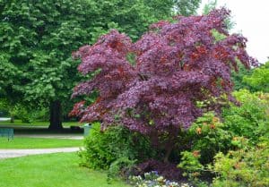 The Crimson Sentry is an upright tree that does quite well in residential areas, especially smaller gardens.