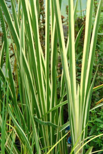 Acorus variegatus is a popular variegated evergreen grass that reaches heights of only 25cm and thrives best in full sun or partial shade making it perfect for container growing. If you have a pond it also grows well as a marginal pond plant in shallow water. This also makes it perfect for planting in wet or moist soils where many kinds of grass will not grow.