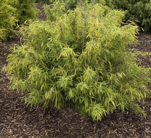 Bamboo makes for a very desirable plant no matter the garden you have, they seem to fit into nearly any planting theme. There are ample types of bamboo that make large cluster ideally suited as a focal point in your garden or as a hedge or screen to the perimeter of your property.