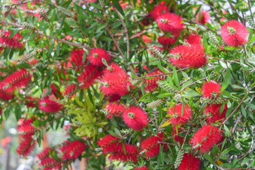 Callistemon citrinus - ideal for beds, borders and even in pots