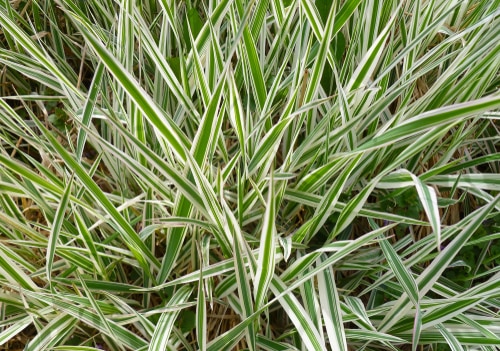 This plant is commonly called sedge. It blooms between April and July with insignificant flowers so the foliage is what everybody is talking about. Like all ornamental grasses, it is best known for its colourful leaves. 