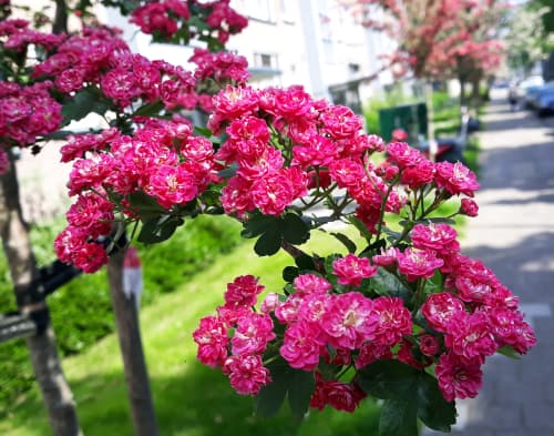 The Hawthorn tree is a broadleaf tree that is deciduous and grows between 4 and 6 meters. Each of the branches is covered in dense thorns that can reach up to 2.5cm in length.