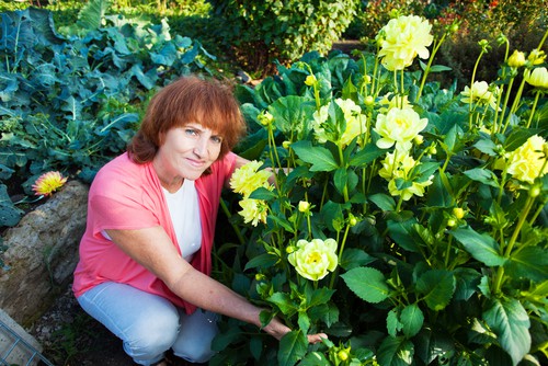 Throughout the blooming season, it is beneficial to give your dahlias fertiliser. You can choose whichever variety of fertilizer you want but it's best to have a combination of 8 - 24 - 16. With dahlias, in particular, you want a high amount of phosphorus and potassium. Be sure to follow the labels when applying any fertilizer. We recommend using tomato feed every 2 weeks as this is perfect and helps promote better flower and is often much cheaper than other feeds.