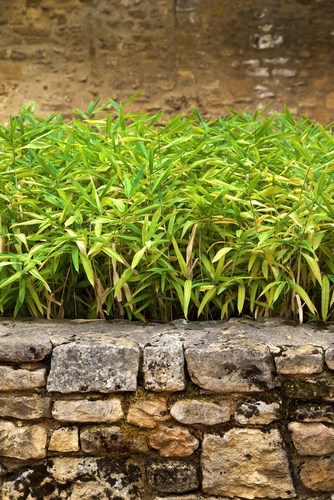 Given how prolifically bamboo propagates on its own it is a very popular plant to use for ground cover with dwarf varieties. If you are growing a dwarf variety you can cut it back to the ground in the early springtime it will help rejuvenate it.