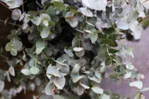 Referred to as the cider gum, this evergreen tree is one of the fastest growing eucalyptus trees out there and it takes on an upright, cone shape with a dense canopy of leaves.