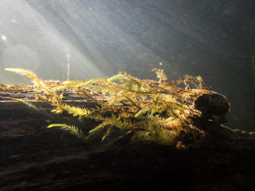 Part of the moss family, this underwater plant will attach itself to things in your pond like logs or rocks. Dark green in colour, the leaves take on a pointed, overlapping arrangement up to the entire stem. At full maturity, the stems get between 20 and 60cm length. There are no flowers or fruit, but the rootlets will attach to whatever is present in your pond and slowly improve oxygen conditions and provide cover for small fish.