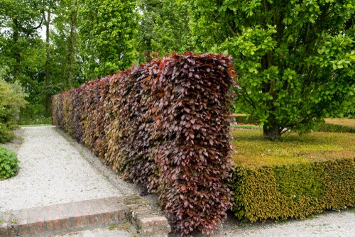 This is a deciduous tree that produces rounded, spreading crowns of dense foliage that naturally assumes a pyramid shape.