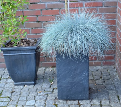 This group of ornamental grasses is great for containers as it grows somewhat smaller than most ornamental grasses and comes in a range of colours from lush green but we think the blue varieties such as 'Blaufuchs' have the most appeal making them an excellent ornamental grass for containers.