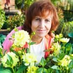 Growing dahlias is very rewarding and there very easy to grow for anyone just getting into gardening. In this guide we look at how to grow dahlias from care to cutting.