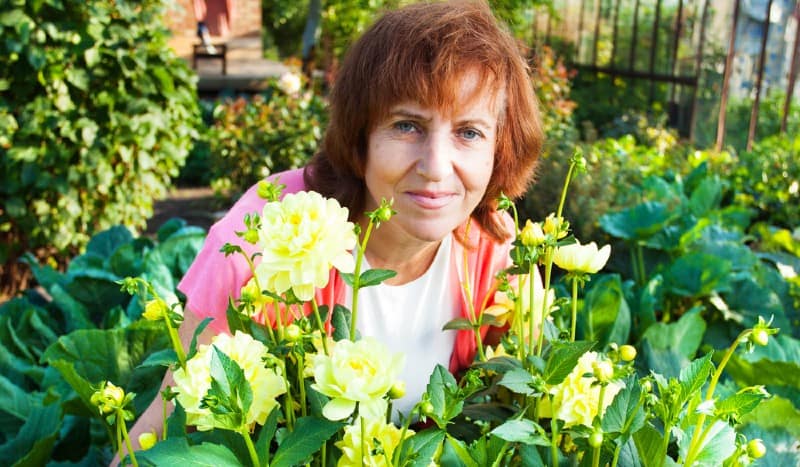 Growing dahlias is very rewarding and there very easy to grow for anyone just getting into gardening. In this guide we look at how to grow dahlias from care to cutting.