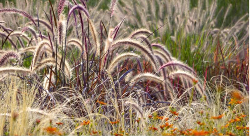 Growing Ornamental Grasses can be very rewarding as they can be grown in most soil types in borders, in pots and are easy to grow. Read our guide on how to grow ornamental grasses now