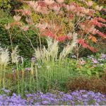 Pampas grass is one of the easest types of grasses to grow so in this post we looking at growing pampas grass from planting to pruning. Read our beginner's guide now