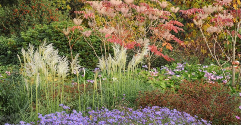 Pampas grass is one of the easest types of grasses to grow so in this post we looking at growing pampas grass from planting to pruning. Read our beginner's guide now