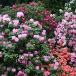 In this easy guide, we discuss growing rhododendrons and look at everything from choosing the right position and soil to common pests and diseases as well as other problems. We also look at propagation, growing them in pots and some of our favourite varieties