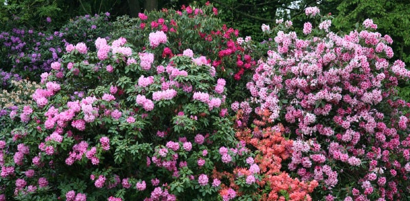 In this easy guide, we discuss growing rhododendrons and look at everything from choosing the right position and soil to common pests and diseases as well as other problems. We also look at propagation, growing them in pots and some of our favourite varieties