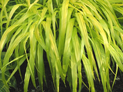 As the name suggests, this plant is all gold in colour, bright yellow atop a green base. The stems are quite slender and the bright yellow foliage takes on the appearance of small bamboo. It spreads slowly and gently via rhizomes, perfect for containers or mixed borders and only grows to around 40cm