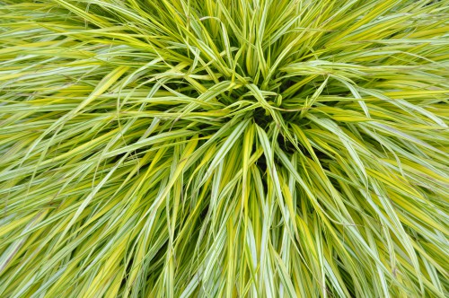 Grow this in well-drained soil, with partial shade or full shade. An ornamental grass it has beautiful green, yellow foliage, turning reddish tinged in autumn and produces seed heads, which makes it stand apart from many other ornamental grasses. Plant in fertile well-drained soil and a sheltered or exposed position. Finally, it is somewhat of a smaller type of grass only growing to around 20-30cm.