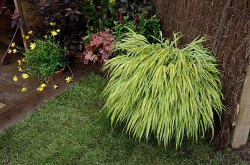 This adaptable ornamental grass loves shady areas. It produces loose, cascading foliage that arches and moves in the wind. The colours range from solid green to variegated, to bright gold as pictured above so there is something for everyone. The plant grows between 20-50cm in spread and around 20-50cm in height.