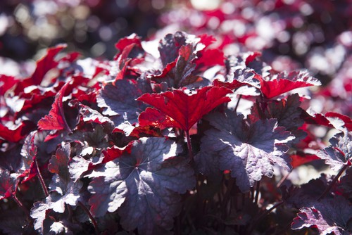 Heuchera Purple Palace perfect for growing in containers
