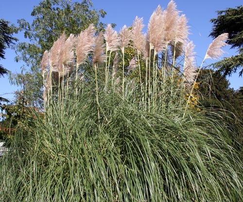 The most common varieties such as pampas grass 'Patagonia' grow to 8ft but what most people don't realise is you can get dwarf varieties that grow to around 1 to 1.5 meter tall such as pampas grass 'Pumila'.