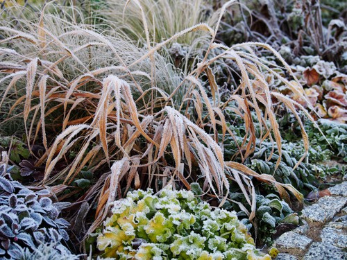 When you have your deciduous grasses ready for pruning cut back any of the spent stems but take caution so that you don't damage any of the new, greener growth that could be making its way through the crown.