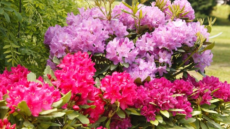 One of the best ways to propagate rhododendrons is by taking rhododendron cutting. learn how to take a cutting from a Rhododendron step by step. take cutting in summer or autumn from the current years growth.